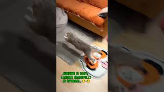 When the bean bag becomes a launching pad cat funny cute trending [upl. by Gennaro]