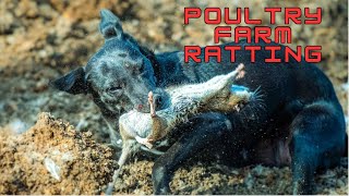 Poultry farm ratting from 2021 with the Suffolk and Norfolk pack [upl. by Aieka]