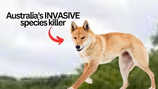 Watch how these Australian WILD DOGS deal with MILLIONS of INVASIVE species in AUSTRALIA [upl. by Ennavoj47]