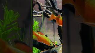 How Cool is The Rosy Barb shorts aquariumfish fishtank fishkeeping [upl. by Nikos]