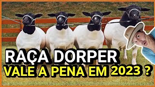 DORPER EM 2023 VALE A PENA ❓ [upl. by Nilra]