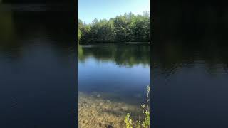 A beautiful day in Boxford State Forest outdoors summertime newengland forest [upl. by Eimmat992]