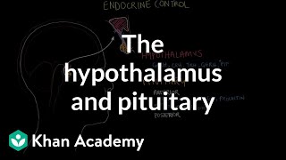 The hypothalamus and pituitary gland  Endocrine system physiology  NCLEXRN  Khan Academy [upl. by Ititrefen]