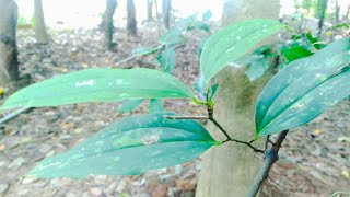 Medicinal Plants Documentary Madhusnuhi Smilax china L [upl. by Enajharas585]