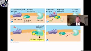 Signaling Molecules Bind to Receptor Proteins [upl. by Neyut]