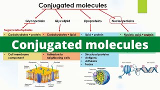 Conjugated molecules  Glycoproteins Glycolipids Lipoproteins and Nucleoproteins  Biology [upl. by Asirak]