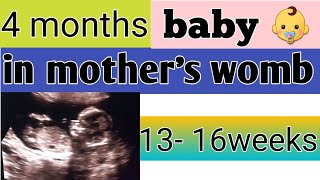 4 months baby development in womb  13 16 weeks pregnant [upl. by Polly]