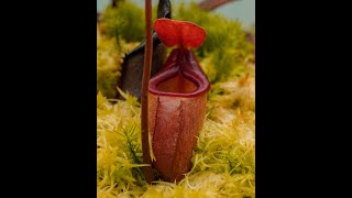 Nepenthes rajah  timelapse CARNIVOROUS pitcher plant [upl. by Satterfield633]