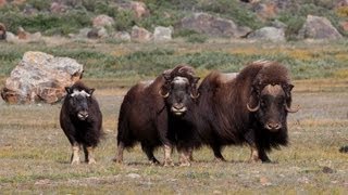 Wild Greenland  home of musk oxen and arctic char [upl. by Ellenahs]