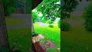 Boa tarde de quinta feirarelaxationmusic nature musicanatureza 80smusic [upl. by Akirdnahs]