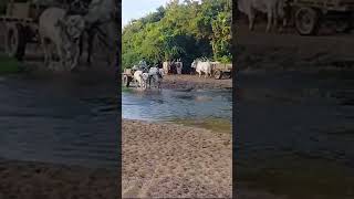 Sand pulling bulls chirala Ongole bulls gandigopi589 Ongole bulls [upl. by Aramaj]