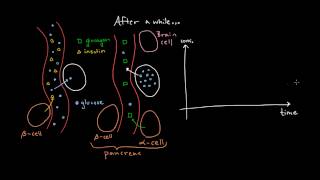 Insulin 2 What is glucagon [upl. by Enrev]