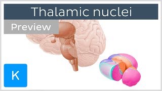 Thalamic nuclei anatomy and functions preview  Human Neuroanatomy  Kenhub [upl. by Eniamurt438]