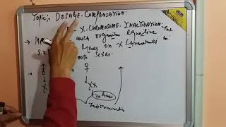 GeneticsDosage compensation amp X  chromosome inactivation [upl. by Wira]