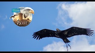 The Falconers Quest Highlights [upl. by Cerys]