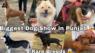 Biggest amp Amazing Dog show in Punjab KCI Dog Show [upl. by Wanonah]