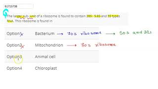 The larger sub unit of a ribosome is found to contain 28S  58S and [upl. by Zetnas]