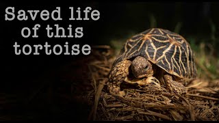 Tortoise food  Day 2 of 30 different food in 30 days  Indian Star Tortoise [upl. by Fahland]