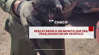 Rescataron a un monito que era trasladado en un vehículo [upl. by Aeduj105]