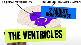 2Minute Neuroscience The Ventricles [upl. by Adnowal]