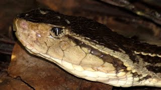 Ferdelance  Terciopelo Bothrops asper [upl. by Aiek]