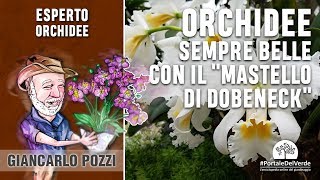 Come avere orchidee sempre belle con il quotmastello di Dobeneckquot [upl. by Llerrehc]