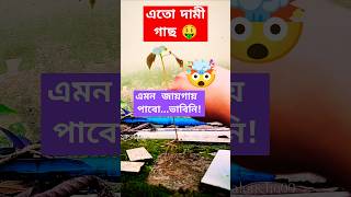 এতো দামী গাছ এমন জায়গায় পেলাম🤯🤑planthuntflowerplants freehibiscusplantsforbeginnersgardening [upl. by Ecirtemed975]