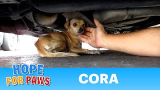 A must see dog rescue Cora Please share and help this video go viral chihuahua [upl. by Stenger]