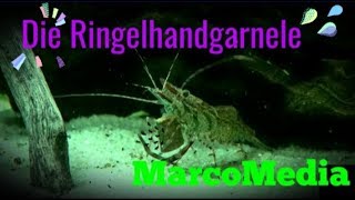 Die Ringelhandgarnele Macrobrachium assamense [upl. by Eyot271]