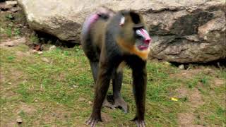 Male maNdRill monKey walking on the grASS [upl. by Jania178]