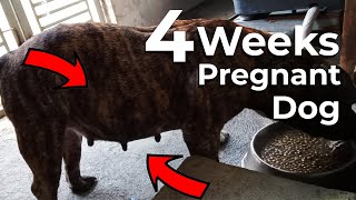 4 WEEKS PREGNANT AMERICAN BULLY  DOG PREGNANCY 4th week [upl. by Namie562]