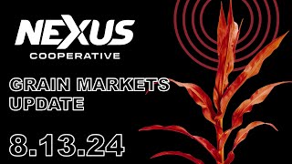 Nexus Grain Update  August 13 2024 [upl. by Llyrehc]