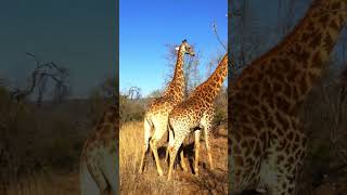 Giraffe Safaripark near Johannesburg [upl. by Linet]