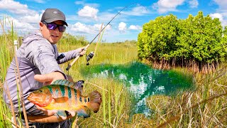 UNTOUCHED PONDS FLORIDA KEYS  SNOOK PEACOCK BASS CICHLIDS [upl. by Enigroeg640]