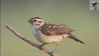 Closeup Female PINTAILED WHYDAH [upl. by Ori976]