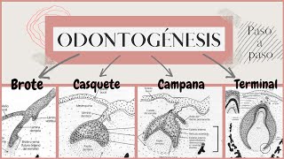 Odontogénesis paso a paso  Desarrollo del diente  OdontologiaconCri [upl. by Carlton]