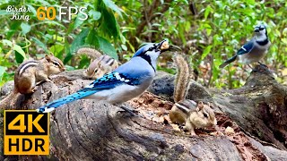 Cat TV for Cats to Watch 😺 Birds vs Chipmunks A Day in the Wild 🐿 8 Hours 4K HDR 60FPS [upl. by Aissat]