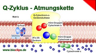 Atmungskette  QCytochromcOxidoreduktase Komplex III  QZyklus [upl. by Todd]