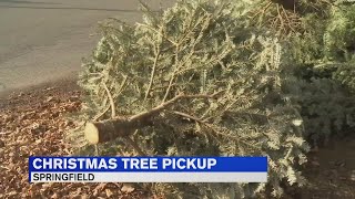 Springfield begins curbside Christmas tree pickup [upl. by Gathard]