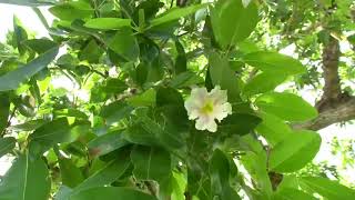 Un jardin créole en Guadeloupe [upl. by Elletsirk999]