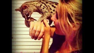 Pets 101  The Spotted Genet Khira featured on Animal Planet [upl. by Rasecoiluj]