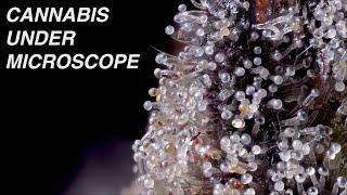 Ready to harvest cannabis under a microscope [upl. by Granthem968]