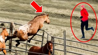 Horse Goes Crazy When He Sees This Girl – The Reason Shocked His Owner [upl. by Slavin863]