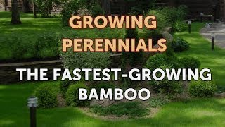 The FastestGrowing Bamboo [upl. by Kellyn]