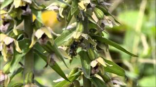 Orchid pollination 1 Pollination of Epipactis helleborine by wasps part 1 [upl. by Giefer]