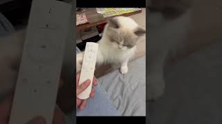 驗收時刻到了，看你會不會上當😈 cat cute pet pets 貓 funny catlover funnycats kitten cutecat [upl. by Eilerua]