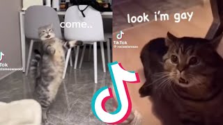 Funny Cats Speaking English Compilation Pt 1 [upl. by Elvie384]