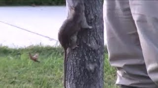 Mink vs Rat  Yeager Catches Crazy Treeclimbing Rat [upl. by Antony]