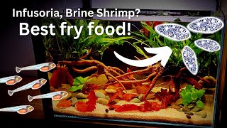 Best fry food How to culture infusoria or brine shrimp Easy and fast [upl. by Karita684]