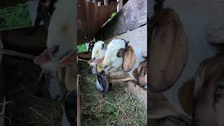 KAMBING MBEKMBEK goat suarakambing [upl. by Erret974]